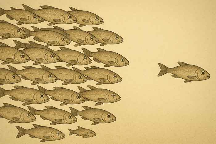 School of fish graphic